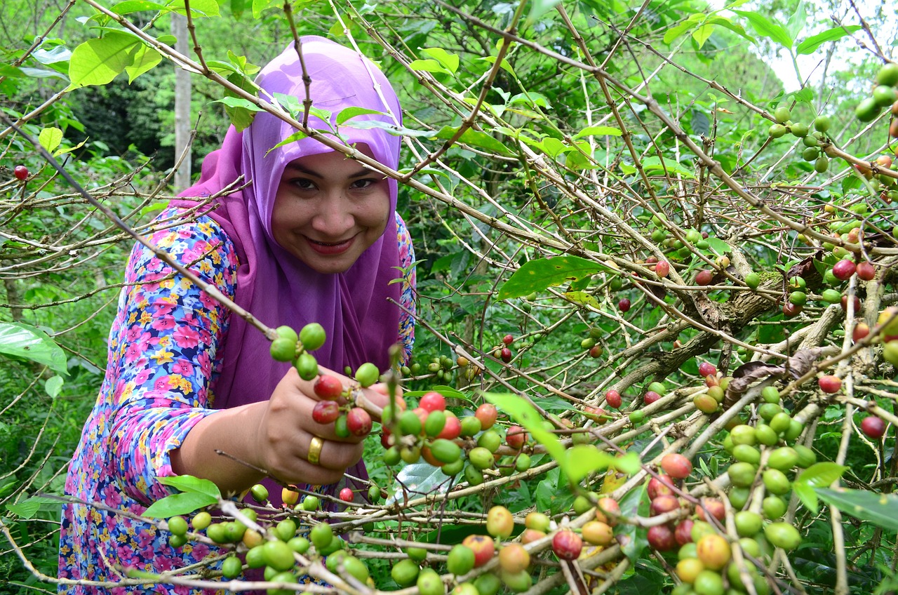 Woman picking coffee